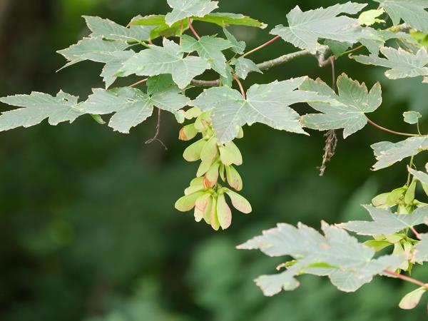 <h3><a href="/trips/braakman/biota/plantae/tracheophyta/magnoliopsida/sapindales/sapindaceae/acer pseudoplatanus/acer pseudoplatanus-nl.html">Acer&nbsp;pseudoplatanus</a> / Sycamore / Gewone&nbsp;esdoorn</h3>OM-1 Mark II met OLYMPUS M.150-400mm F4.5, 1/1600 sec  bij F4.5, ISO 10000, afstand 11.7&nbsp;m